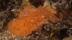 Sclerodoris tarka