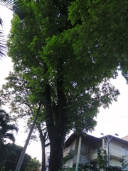 Fraxinus americana