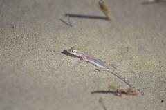 Trigonodactylus arabicus