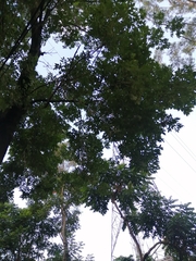 Fraxinus americana