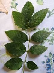 Fraxinus americana