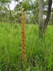 Satyrium coriophoroides image