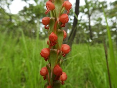 Satyrium coriophoroides image