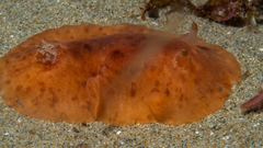 Sclerodoris