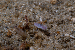 Chromodoris ambigua