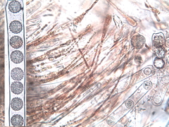 Scutellinia minor