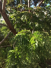 Stryphnodendron adstringens