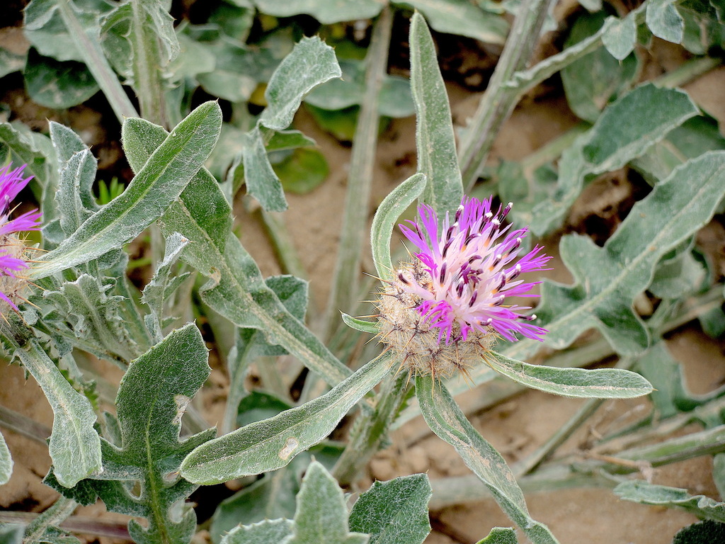 Centaurea bimorpha