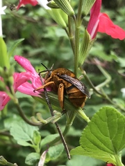 Amegilla bombiformis