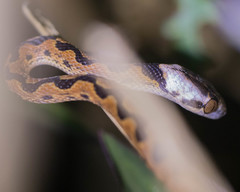 Leptodeira ornata