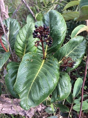 Palicourea rigida