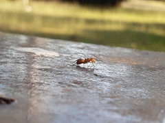 Camponotus rectangularis