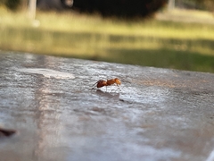 Camponotus rectangularis