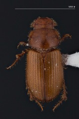 Cinacanthus militaris