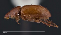 Cinacanthus militaris