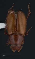 Cinacanthus militaris