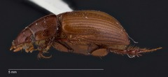 Cinacanthus militaris