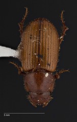 Cinacanthus militaris
