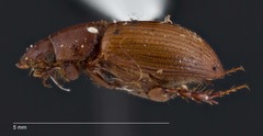 Cinacanthus militaris