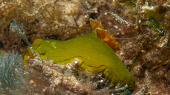 Tambja dracomus