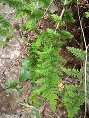 Myriopteris myriophylla