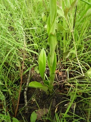 Satyrium coriophoroides image