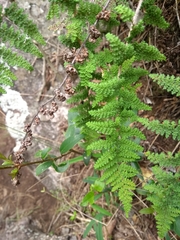 Myriopteris myriophylla