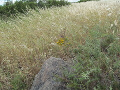 Ulex australis, photograph (c) zebedeugalinha, some rights reserved (CC BY)