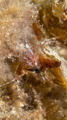 Cristiceps australis