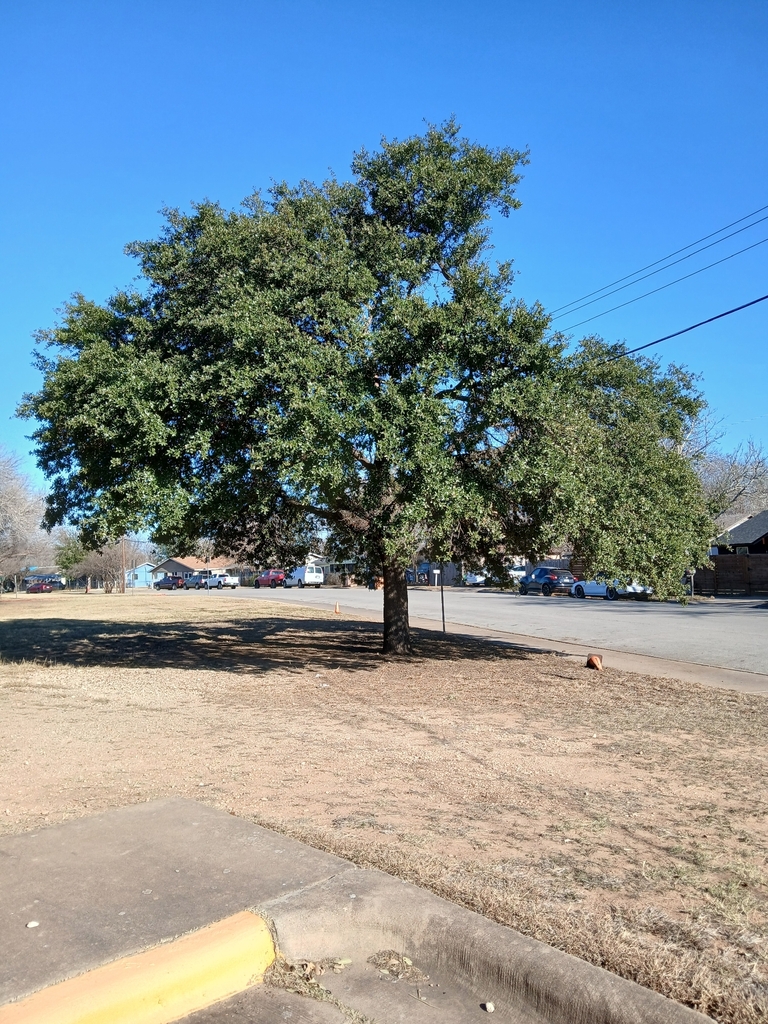 Southern live oaks from Johnston Terrace, Austin, TX, USA on February 7 ...