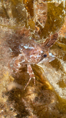 Cristiceps australis