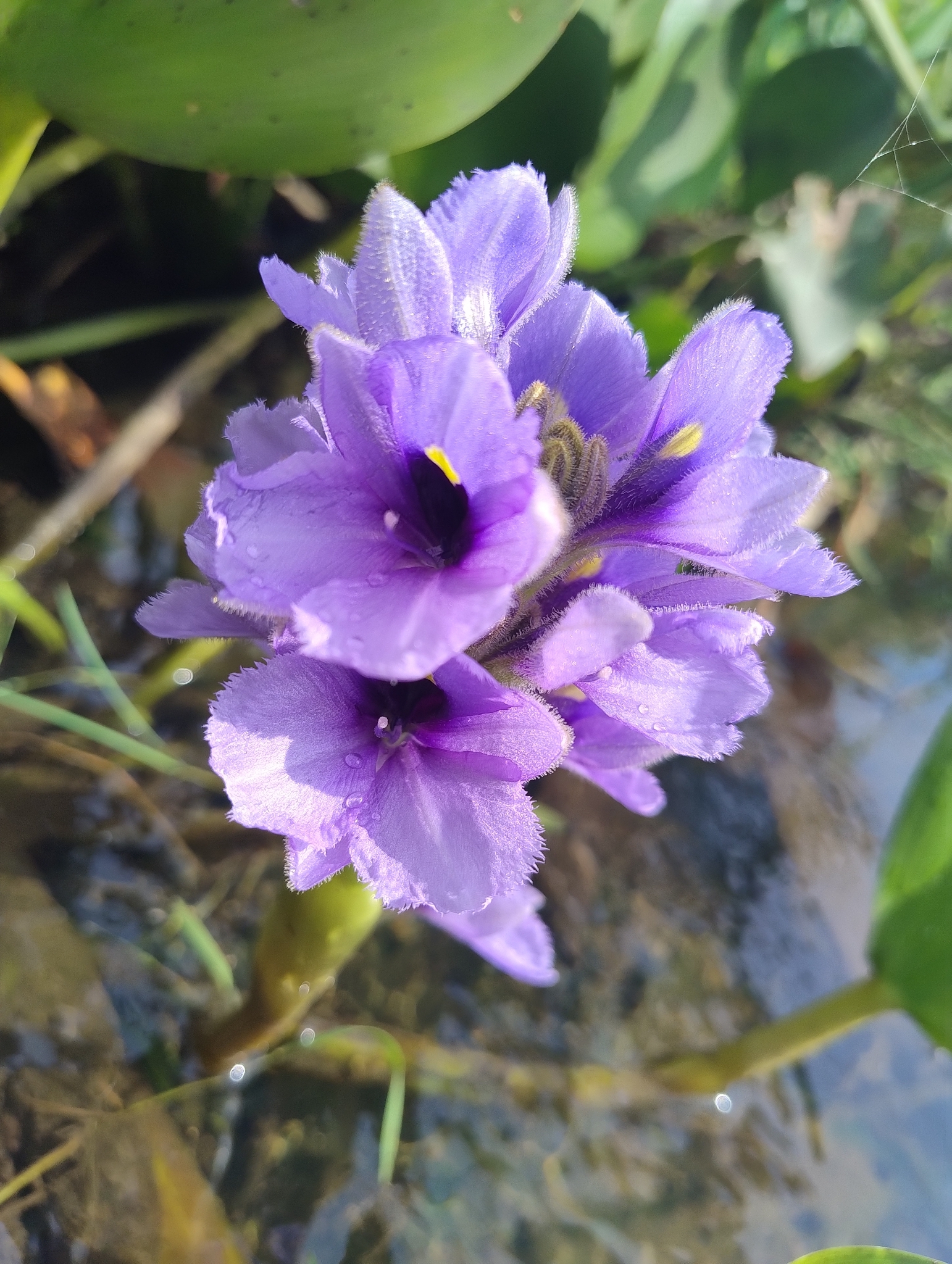 Pontederia azurea