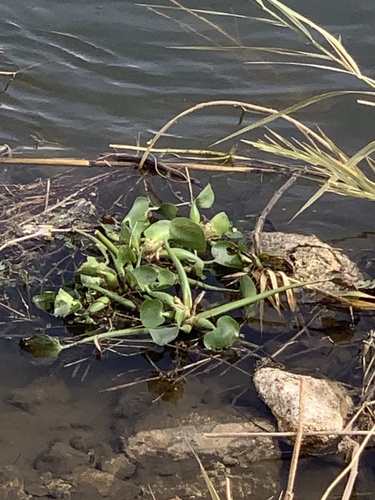 common water hyacinth