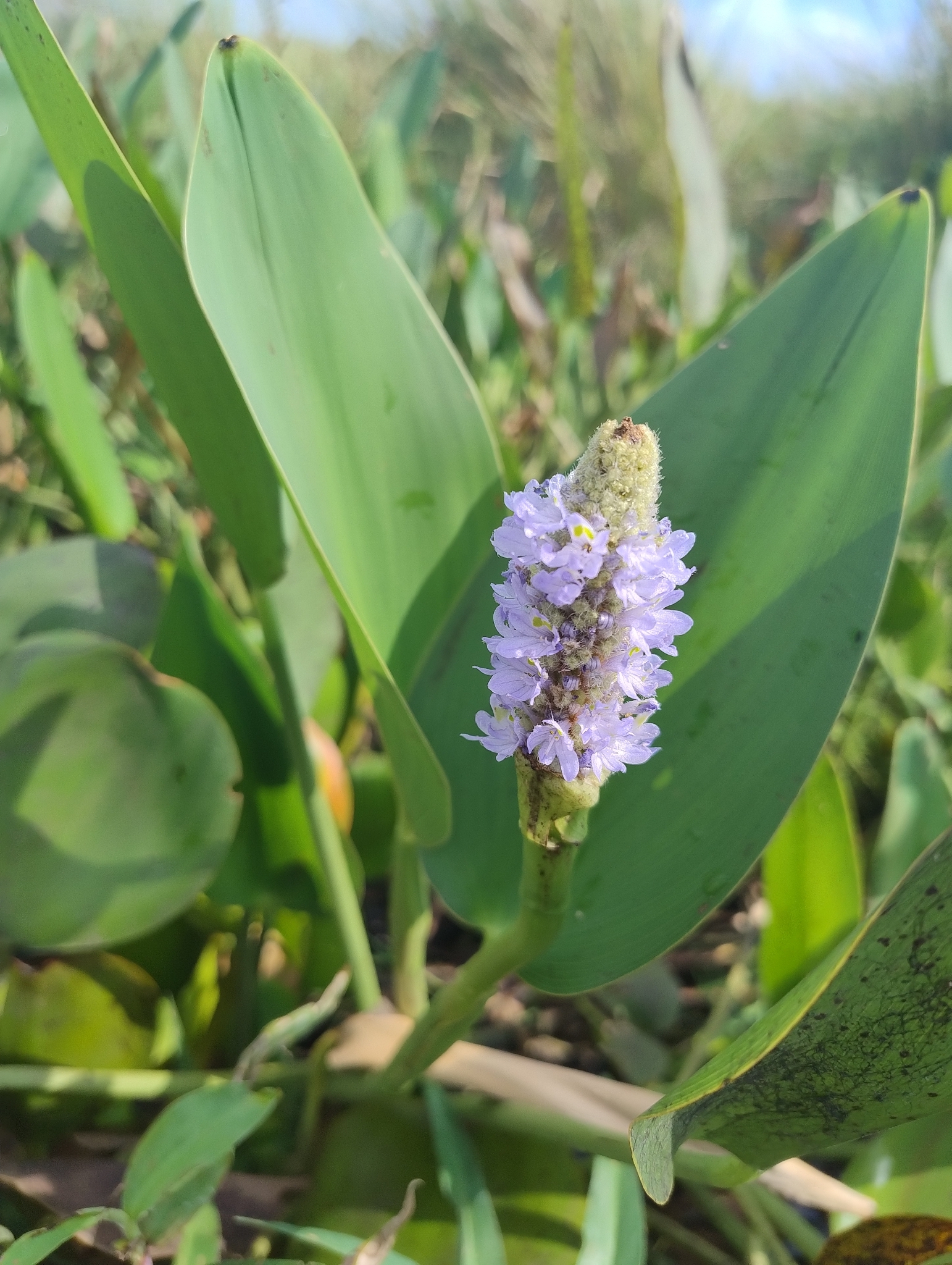 Pontederia cordata