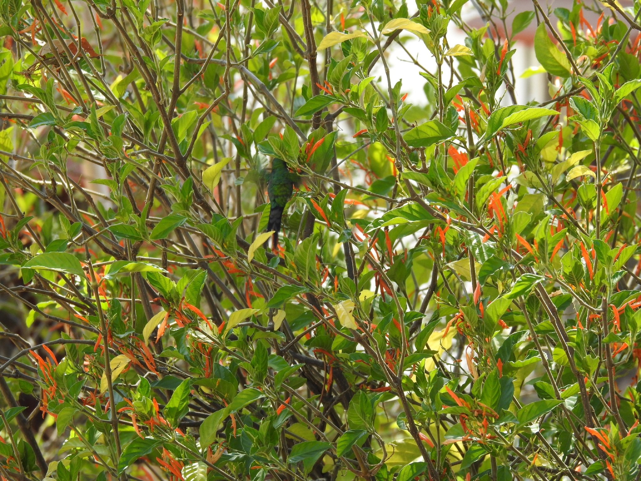Golden-crowned Emerald (Cynanthus auriceps), photo 1