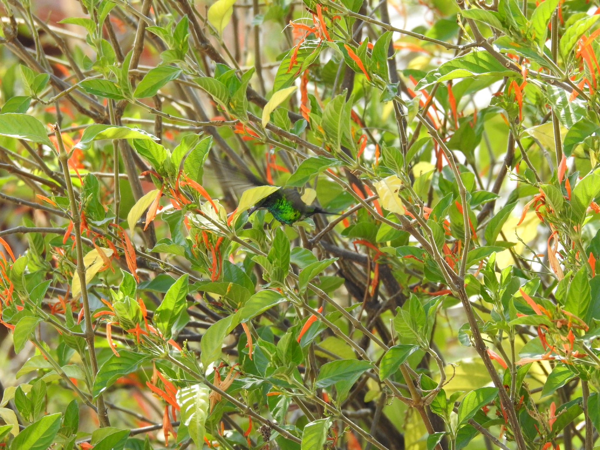 Golden-crowned Emerald (Cynanthus auriceps), photo 2