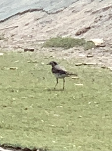 White Wagtail