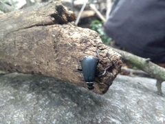 Epicauta vidua