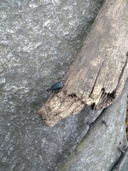 Epicauta vidua