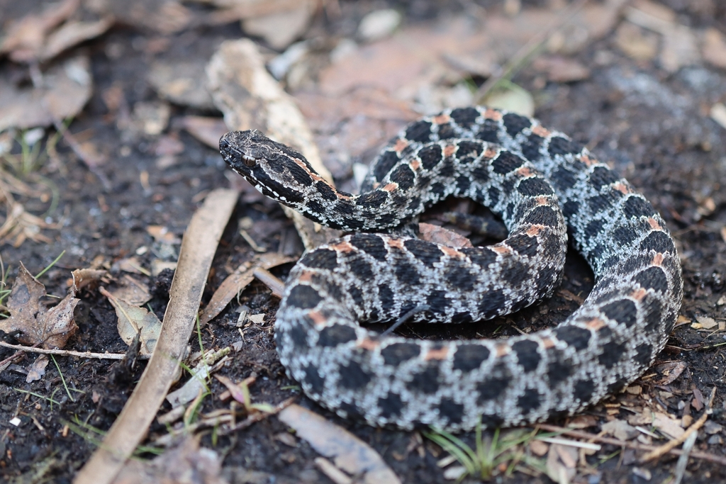 Mini Rattlesnake Pygmy Rattlesnake in February 2026 by Anthony. Found it basking ...