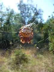 Araneus grossus
