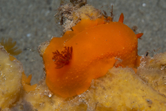 Doriopsilla aurea