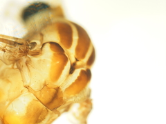 Nephrotoma perincisa