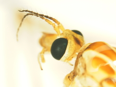 Nephrotoma perincisa