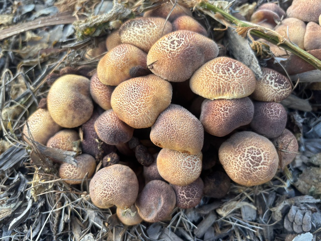 Gymnopilus dilepis · February 2026 · photo: © laiet17 (iNaturalist, CC)