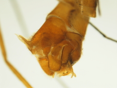 Nephrotoma perincisa