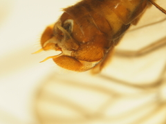 Nephrotoma perincisa