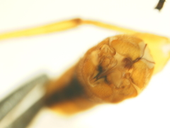 Nephrotoma perincisa