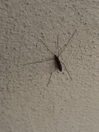 Unknown species found near Belle Glade, FL, USA