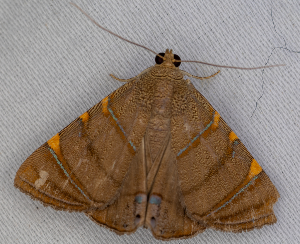 Eulepidotis junetta